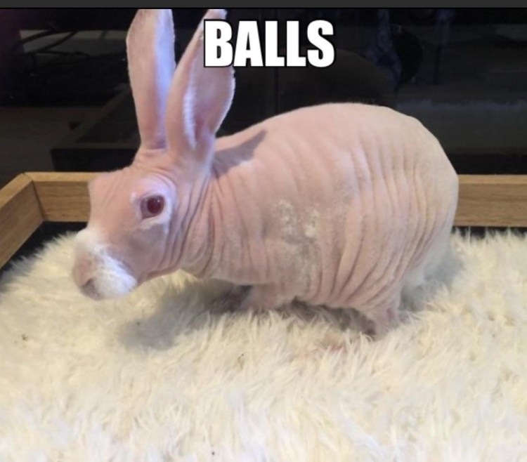 Кролик Мистер Бигглсуорт