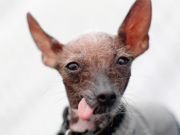 Мексиканская лысая чихуахуа