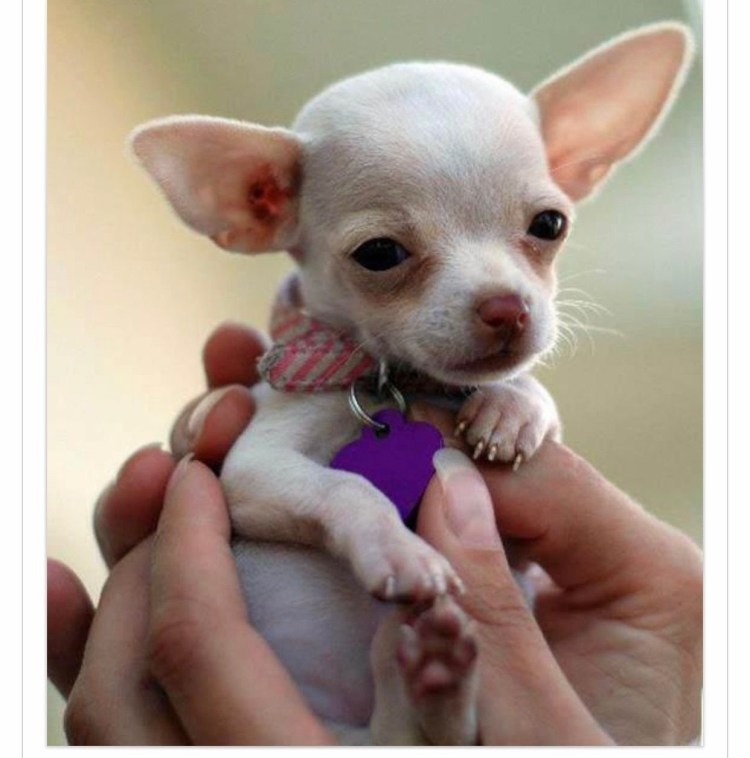 Собачки чихуахуа лысенькие
