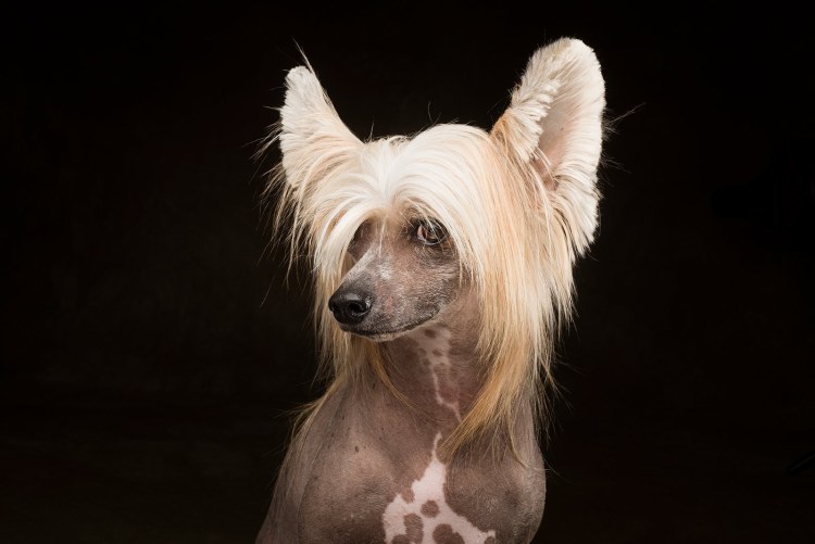 Мексиканская хохлатая собачка