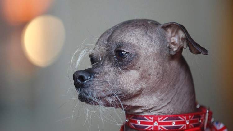 Маленькая лысая собачка