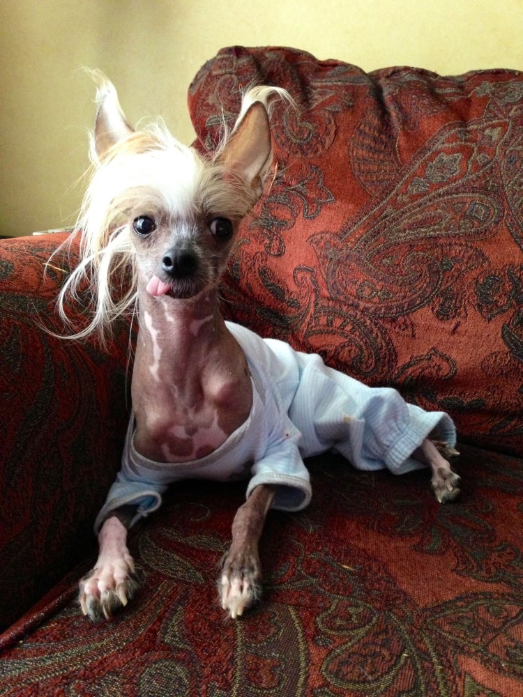 Китайская хохлатая гладкошерстная