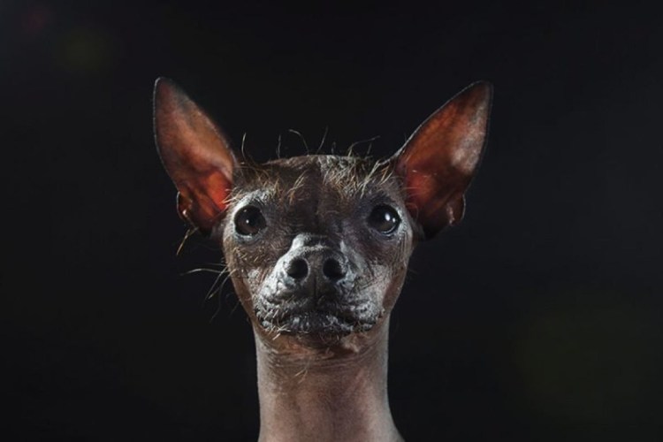 Мексиканская хохлатая собачка