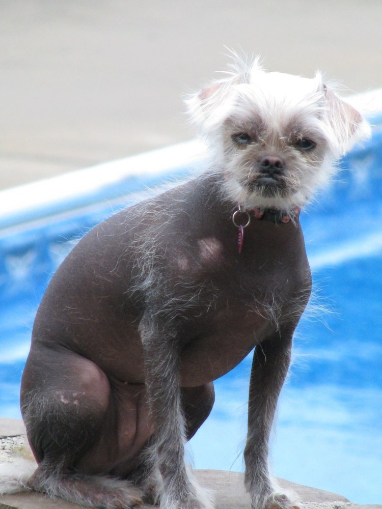 Китайская хохлатая болонка