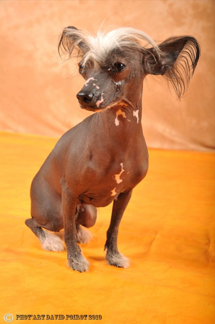 Китайская хохлатая