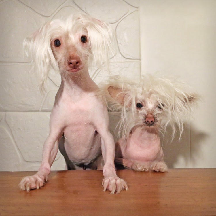 Китайская хохлатая лысая