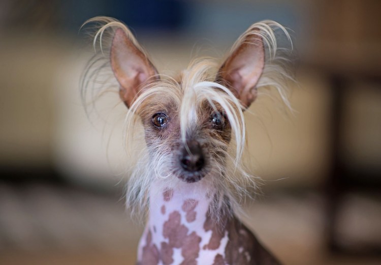 Китайская хохлатая собака лысая