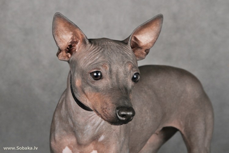 Маленькая собачка без шерсти