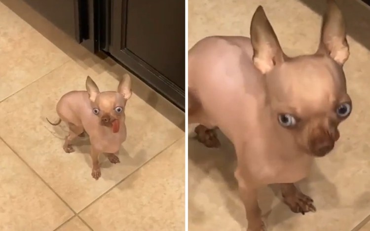 Чихуахуа бесшерстная