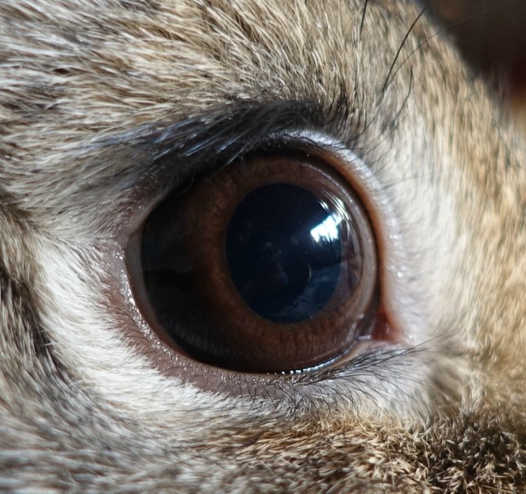 Глаза кролика