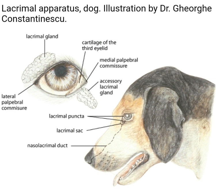 Строение глаза собаки
