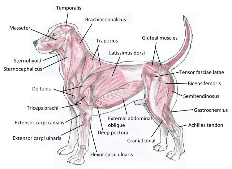 Строение собаки анатомия внутренние органы