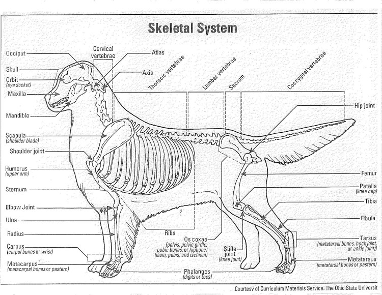 Анатомия собаки скелет конечностей
