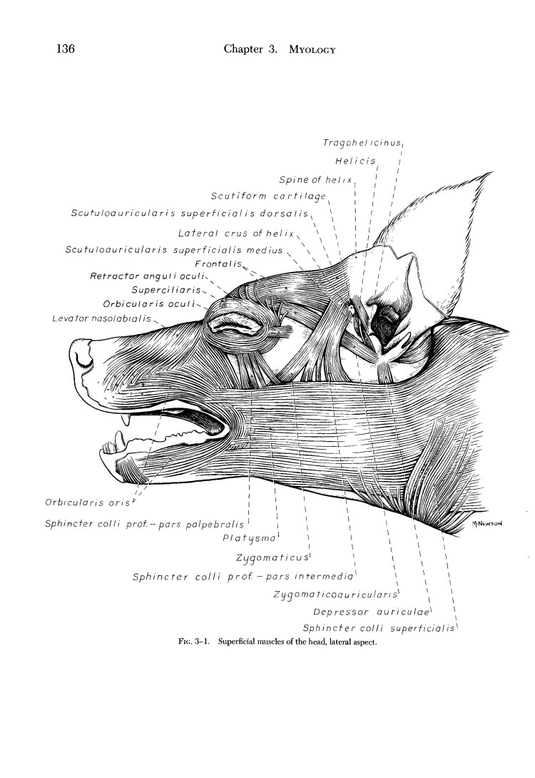 Анатомия собаки