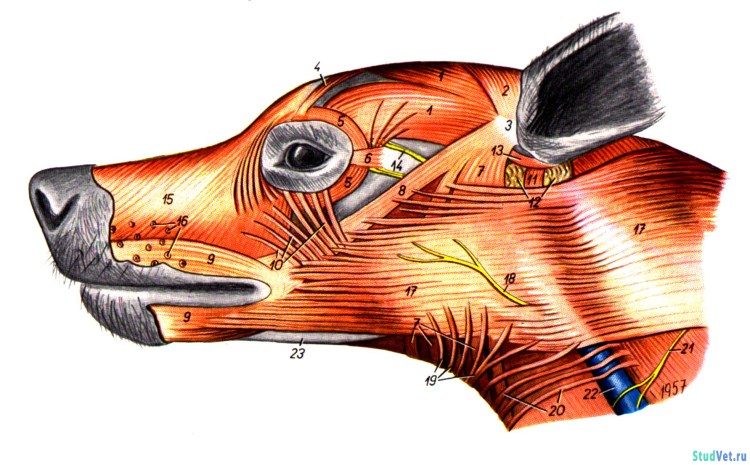 Анатомия пород собак