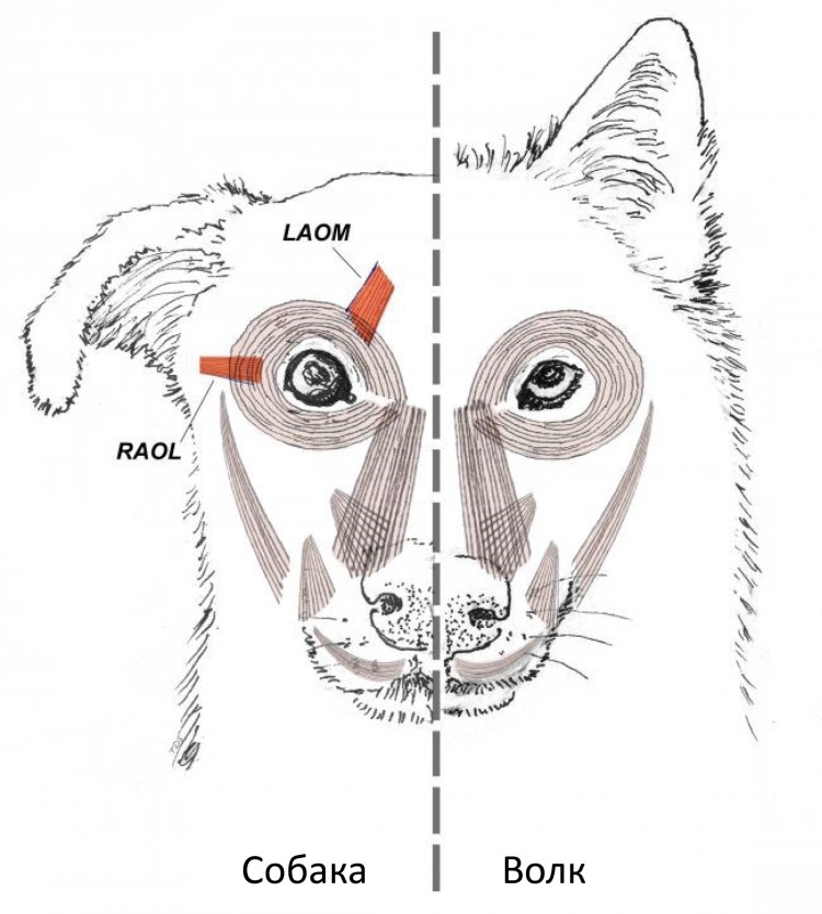 Строение морды собаки
