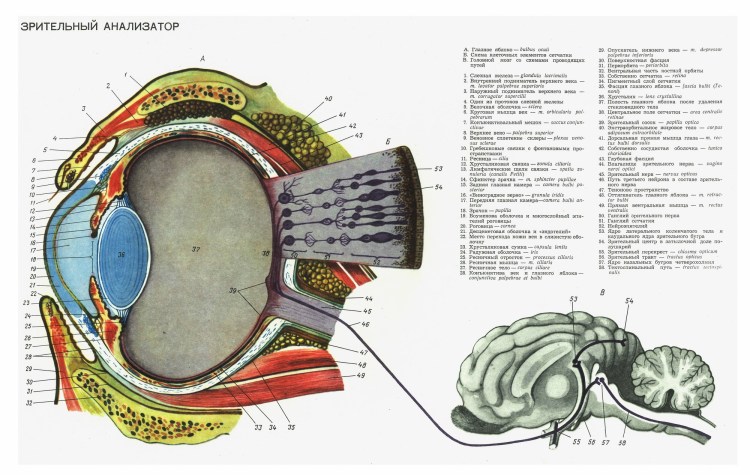 Зрительный анализатор строение животного