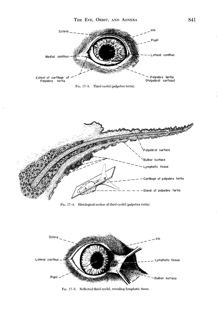 Органы чувств собаки