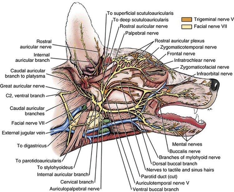 Скелет колли