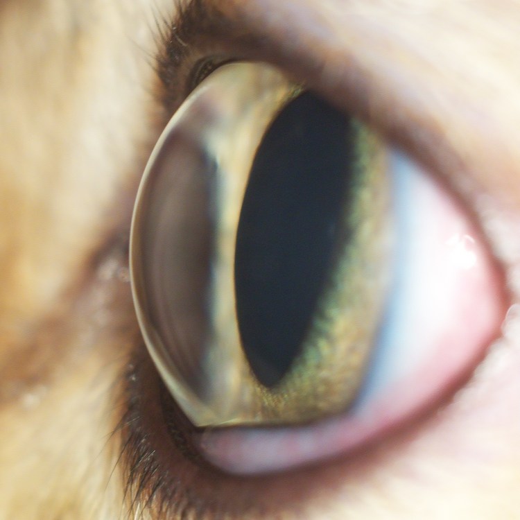 Кошачий глаз сбоку