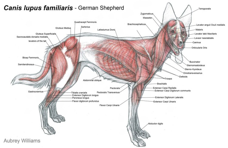 Мышечное строение кошки