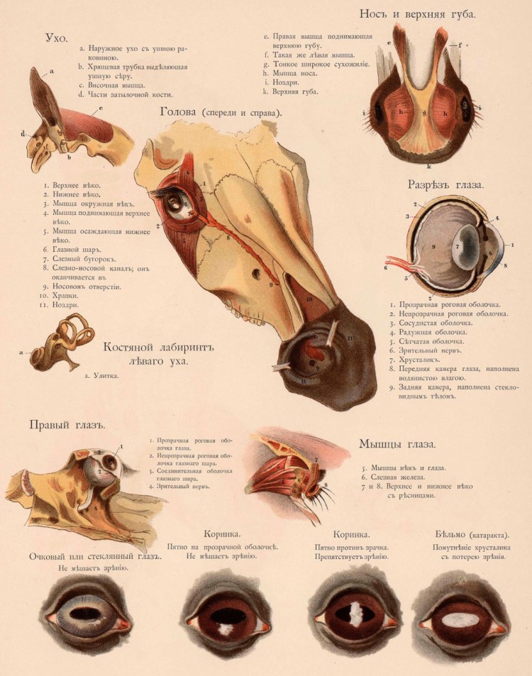 Экстерьер и стати собак