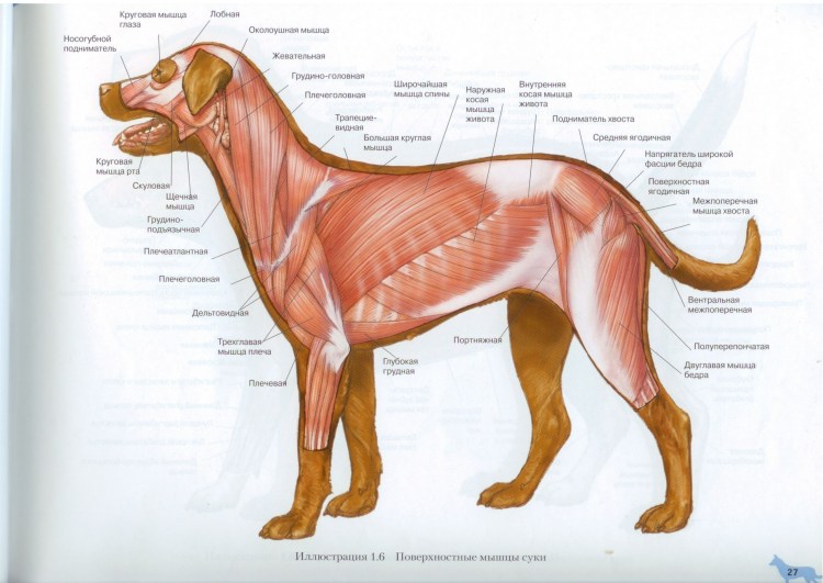 Собака снизу референс