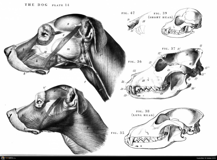 Пищеварительная система собаки схема