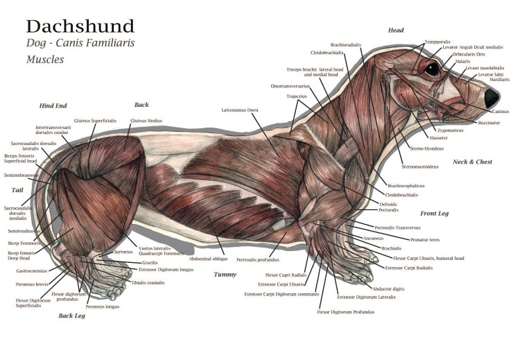 Глаза собаки