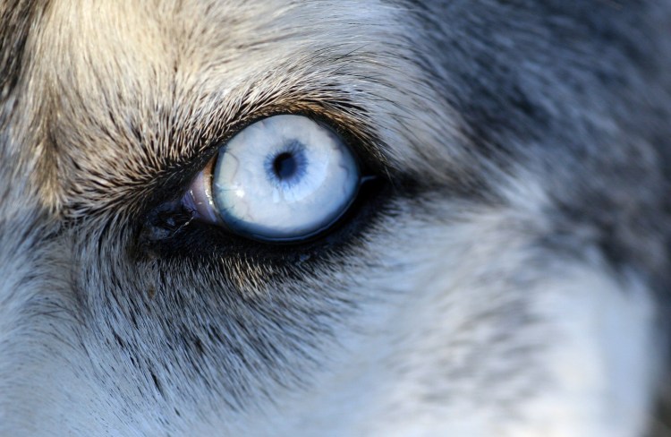 Анатомия чихуахуа внутренние органы