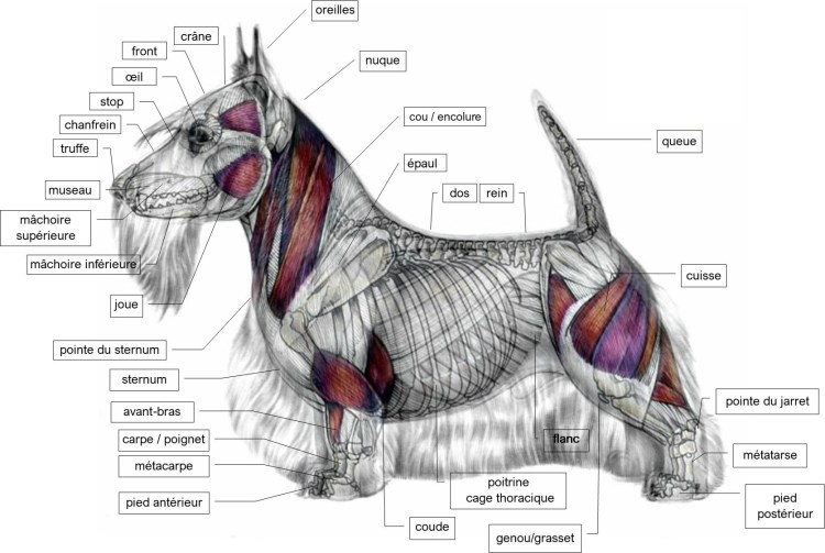 Анатомия собаки мышечная система