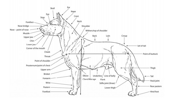 Анатомия глаза кошки