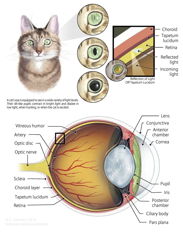Обонятельный анализатор собаки