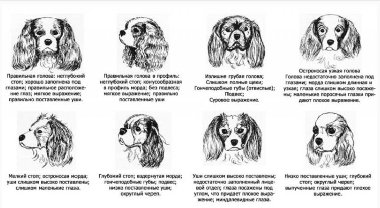 Мышечная система собаки