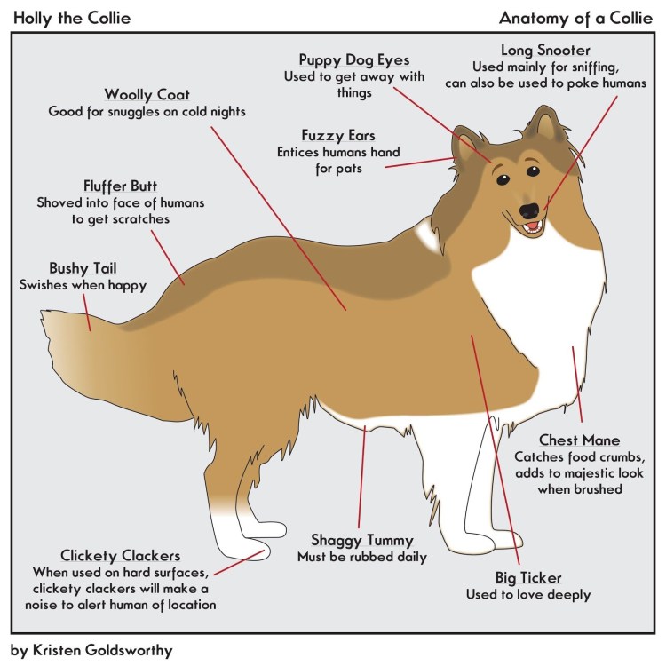 Скелет ВЕО собаки анатомия