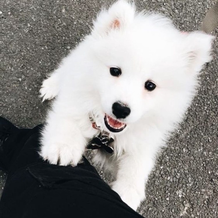 Шпиц померанский карликовый белый