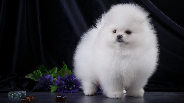 Аляскинский самоед