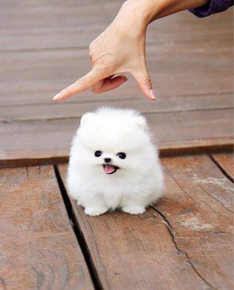 Лайка самоед