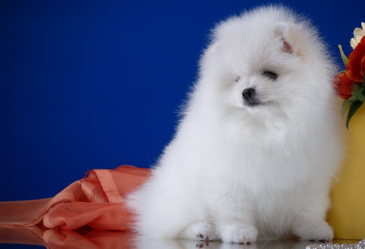 Самоедская лайка