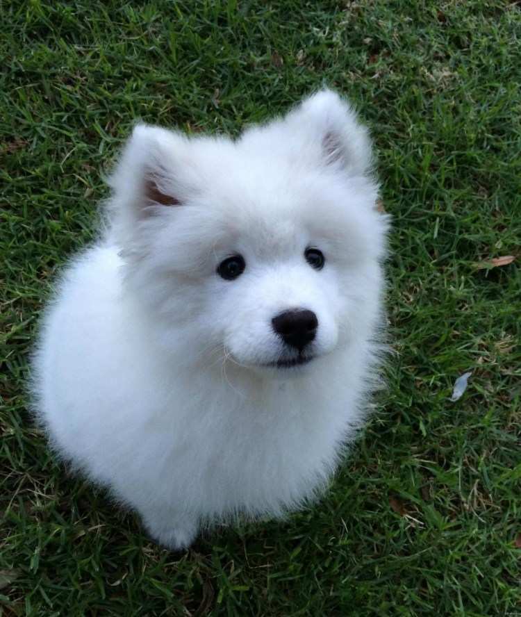 Порода собак самоед