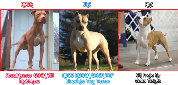 Булли, Стаффорд и питбуль