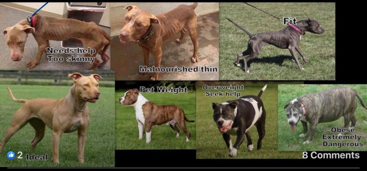 Питбуль ADBA стандарт