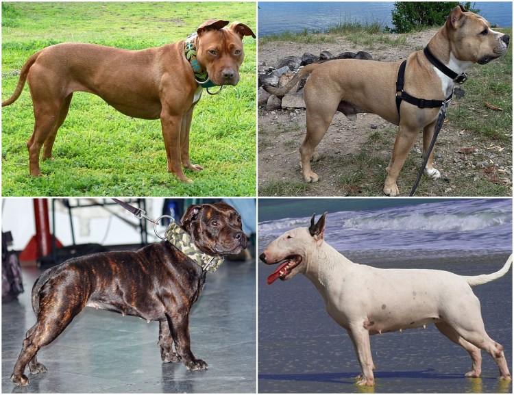 Питбуль и бультерьер смесь