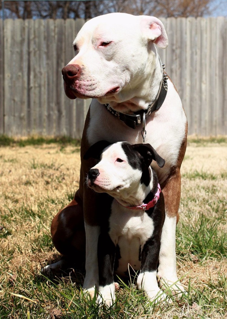 Стаффордширский терьер и питбуль