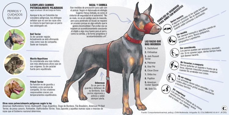 Бультерьер и бульдог