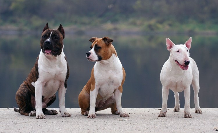 Амстафф бультерьер