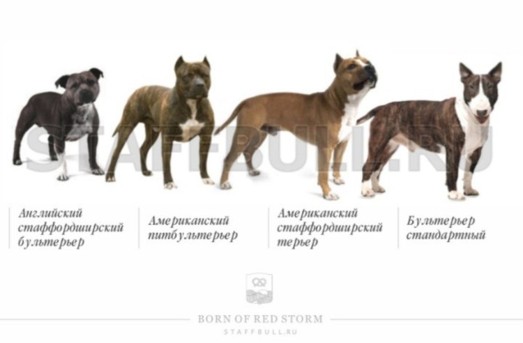 Питбультерьер и стаффордширский терьер отличия