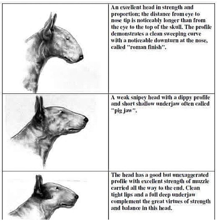 Американский стаффордширский терьер и питбуль