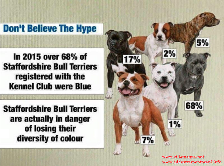 Американский булли покет стандарт