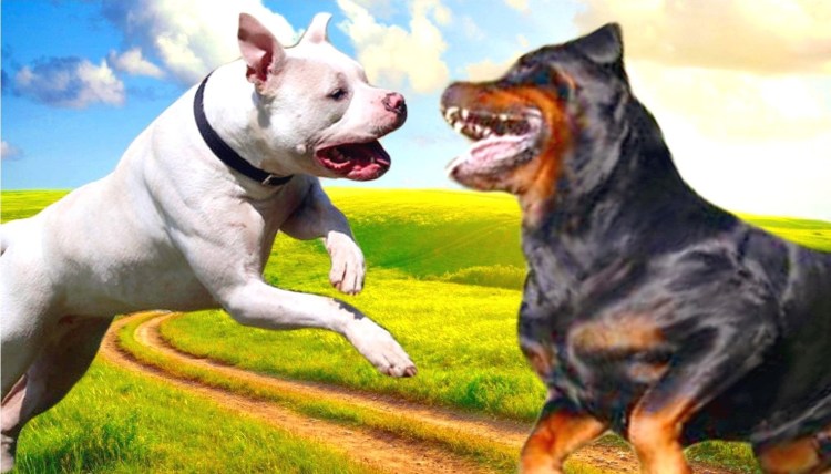 Кубинский питбуль